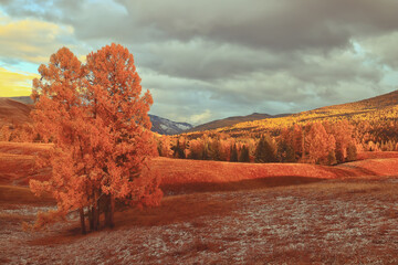 室内十大好养的绿植